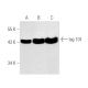 western blotting image from recommended tsg 101 (C-2) monoclonal antibody replacement. Image 463