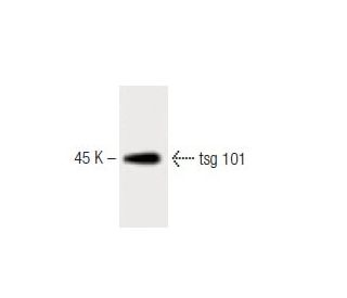 tsg 101 Antibody (51) - Western Blotting - Image 60481