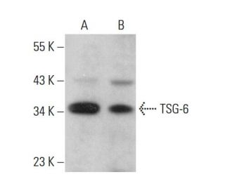 TSG-6 Antibody (D-4) - Western Blotting - Image 379067 