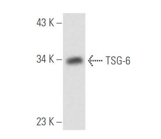 TSG-6 Antibody (Q75.2.10) - Western Blotting - Image 18054