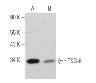 TSG-6 Antibody (D-4) - Western Blotting - Image 361513 