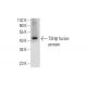 TSHβ Antibody (D-6) - Western Blotting - Image 144945