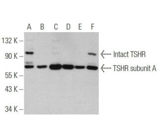 western blotting image from recommended TSHR (C-10) monoclonal antibody replacement. Image 350845