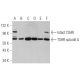 western blotting image from recommended TSHR (C-10) monoclonal antibody replacement. Image 350845