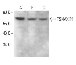 TSNAXIP1 Antibody (C-2) - Western Blotting - Image 371871 