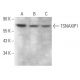 TSNAXIP1 Antibody (C-2) - Western Blotting - Image 371871 