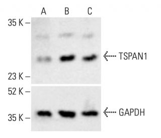 TSPAN1 Antibody (B-9) - Western Blotting - Image 404059 