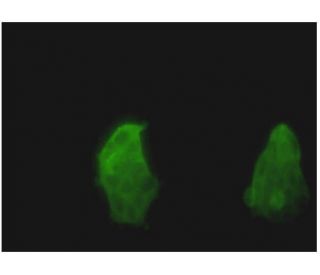 TSPAN8 Antibody (1E5) - Immunofluorescence - Image 346125 