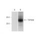 TSPAN8 Antibody (1E5) - Western Blotting - Image 347581 