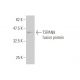 TSPAN8 Antibody (1E5) - Western Blotting - Image 348864