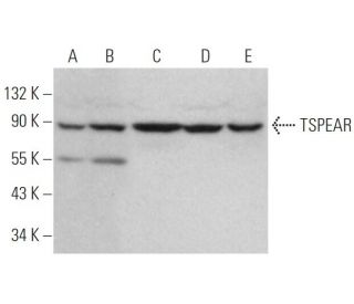 TSPEAR Antibody (A-10) - Western Blotting - Image 370807 