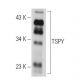 TSPY Antibody (SF-7) - Western Blotting - Image 19288