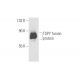 TSPY Antibody (SF-7) - Western Blotting - Image 57903 