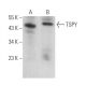 TSPY Antibody (SF-7) - Western Blotting - Image 373212 
