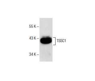 TSSC1 Antibody (C-7): sc-376124