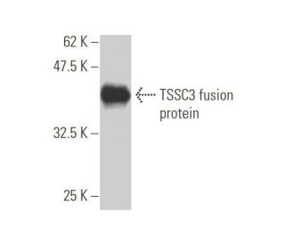 TSSC3 Antibody (5E3) - Western Blotting - Image 348869