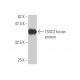 TSSC3 Antibody (5E3) - Western Blotting - Image 348869