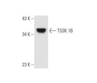 TSSK 1B Antibody (NQ-A36) - Western Blotting - Image 66405 
