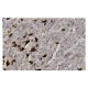 TSSK 2 Antibody (S-09) - Immunohistochemistry - Image 36021