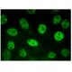 TSSK 6 Antibody (F-6) - Immunofluorescence - Image 314833 