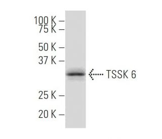 TSSK 6 Antibody (M-12) - Western Blotting - Image 33803