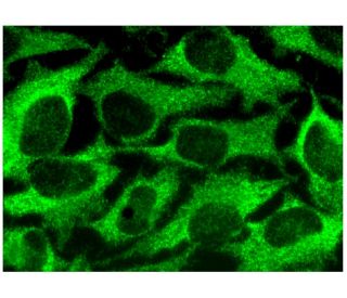 TTC12 Antibody (B-1) - Immunofluorescence - Image 293796 