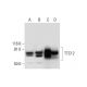 TTC12 Antibody (C-9) - Western Blotting - Image 295981 