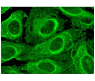 TTC12 Antibody (E-8) - Immunofluorescence - Image 296346 