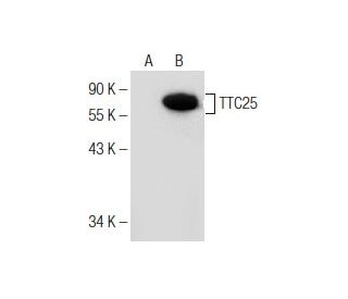 TTC25 Antibody (B-3) - Western Blotting - Image 155264