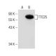 TTC25 Antibody (B-3) - Western Blotting - Image 155264