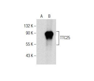TTC25 Antibody (B-9) - Western Blotting - Image 156206