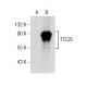 TTC25 Antibody (B-9) - Western Blotting - Image 156206