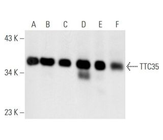 TTC35 Antibody (F-3) - Western Blotting - Image 63308 