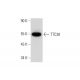 TTC38 Antibody (F-1) - Western Blotting - Image 324803 