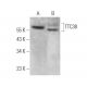 TTC38 Antibody (F-1) - Western Blotting - Image 371911