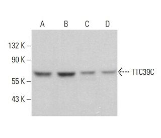 TTC39C Antibody (G-6) - Western Blotting - Image 379886 
