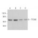 TTC39C Antibody (G-6) - Western Blotting - Image 379886 