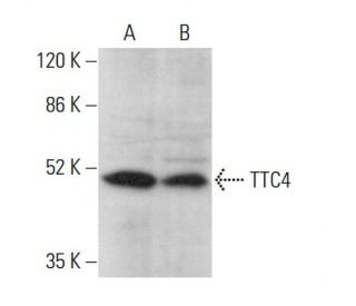 TTC4 Antibody (F-8) - Western Blotting - Image 375580 
