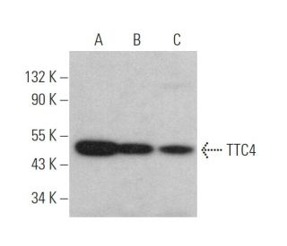 TTC4 Antibody (G-6) - Western Blotting - Image 372810 
