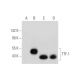 TTF-1/Thyroid Transcription Factor 1/NKX2-1 Antibody (E-4) - Western Blotting - Image 333673