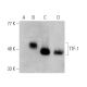 western blotting image from recommended TTF-1/Thyroid Transcription Factor 1/NKX2-1 (8G7G3/1) monoclonal antibody replacement. Image 370732