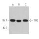 Transcription Termination Factor 2/TTF2 Antibody (M-150) - Western Blotting - Image 366600 