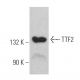 Transcription Termination Factor 2/TTF2 Antibody (M-150) - Western Blotting - Image 366604