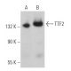 Transcription Termination Factor 2/TTF2 Antibody (B-2) - Western Blotting - Image 366599