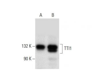 TTI1 Antibody (B-1) - Western Blotting - Image 137806 