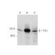 TTI1 Antibody (F-6) - Western Blotting - Image 137072