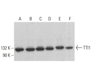 TTI1 Antibody (H-1) - Western Blotting - Image 383072 