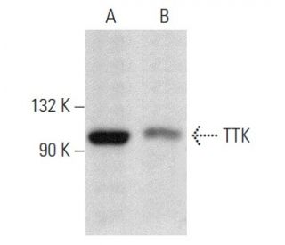 western blotting image from recommended TTK (D-8) monoclonal antibody replacement. Image 358403
