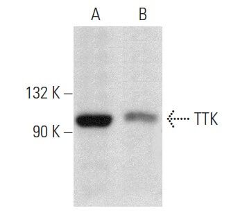 ttk-antibody-d-8-western-