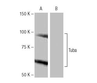 Tuba Antibody (MH-8) - Western Blotting - Image 65085